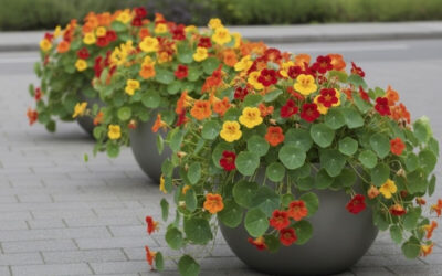 The Best Edible Flowers to Grow in Pots for Restaurant Gardens and Home Chefs