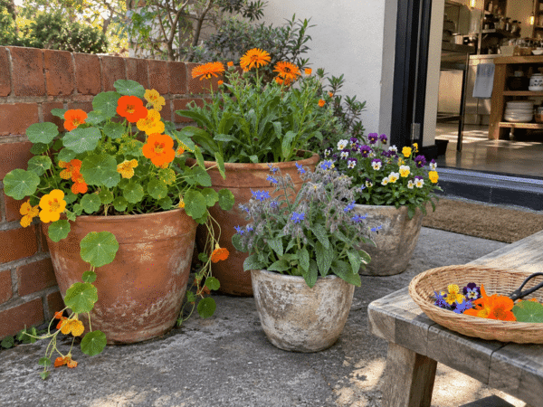 Edible nasturtiums, calendula, borage and violas growing in pots in an Australian kitchen garden.