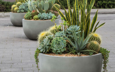 Potted Perfection: The 10 Best Outdoor Plants for Your Sydney Balcony or Planter Garden