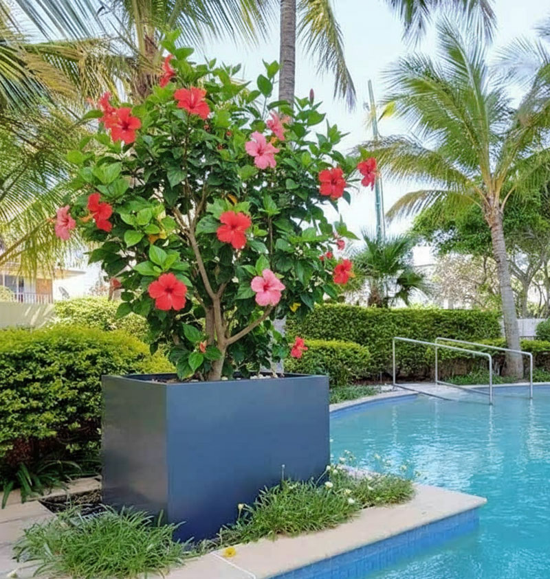 Bird of Paradise (Strelitzia) in large cube planter in Sydney Pool