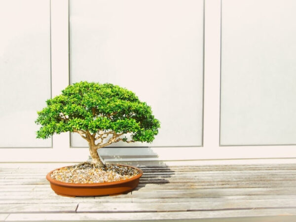 Bright green bonsai tree in a low oval pot placed on a wooden deck.