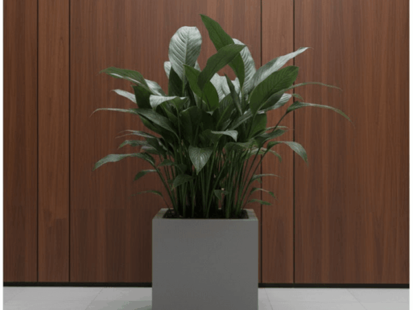 Cast Iron Plant and companion foliage displayed in minimalist grey planters inside a bright commercial atrium with skylights.