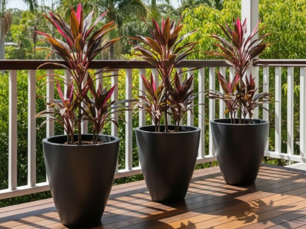 Tropical Cordylines in modern planters for Brisbane outdoor spaces.