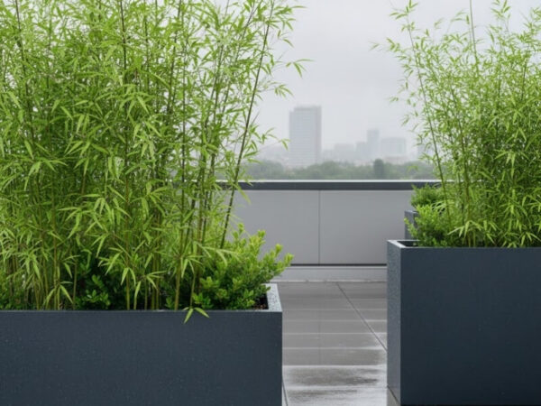 Tall bamboo growing in large grey planters on a wet rooftop terrace.