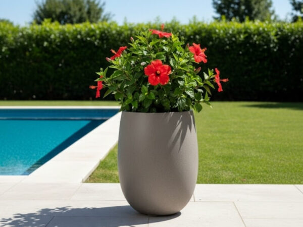 Flowering hibiscus in a modern planter beside a pool.