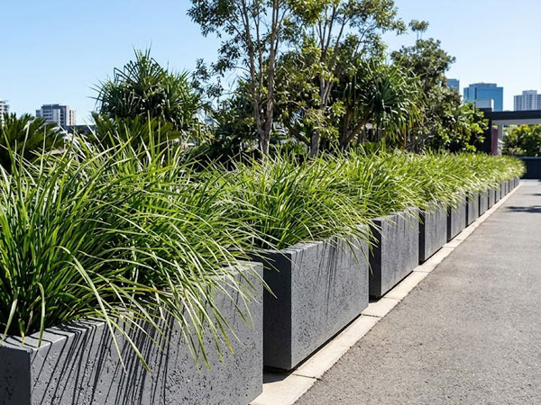 Lomandra-Trough