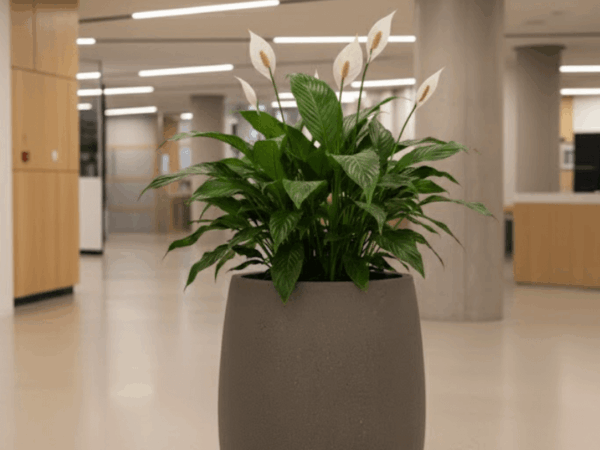 Peace Lily in a rounded grey planter inside a contemporary office interior with soft overhead lighting.