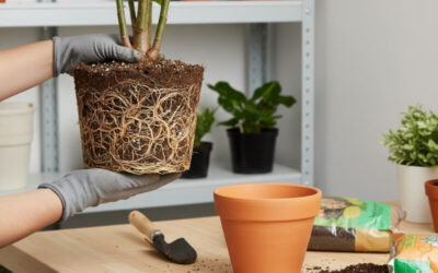 The Ultimate Guide to Fixing Common Potting Problems