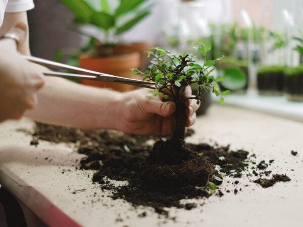 Person trimming a small bonsai tree with scissors over scattered soil.