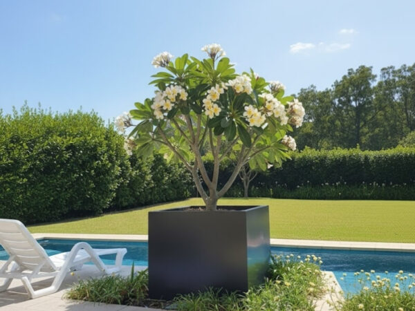 Classic Frangipani tree growing in a modern pot beside a pool.