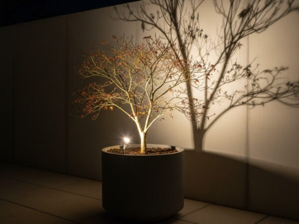 Dramatic uplighting on a potted tree at night.