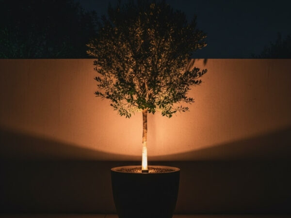 Uplighted potted tree casting dramatic shadows on a wall at night.
