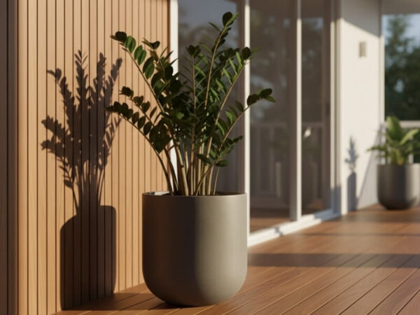ZZ Plant thriving in Brisbane outdoor shade.