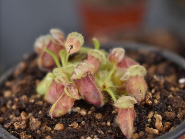 Cephalotus follicularis pitchers showing red-green veining and ribbed lids