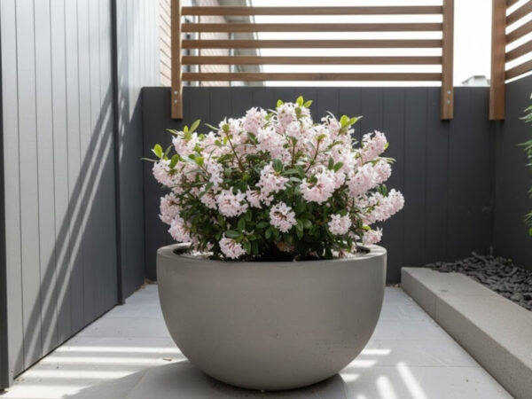 Daphne plant with pinkish-white flowers growing in a large pot on a shaded balcony.