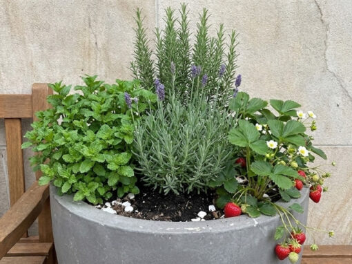 Grow Your Own Cocktail Garden: The 