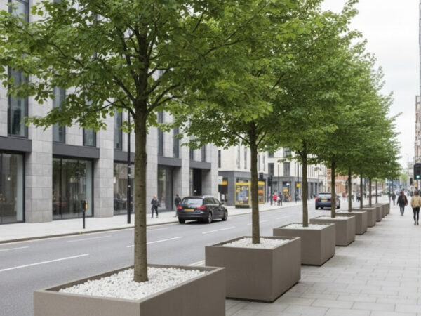 Street trees planted in large planters forming a protective boundary along the footpath.