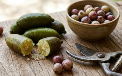 The Australian Bush Tucker Pot: A Gourmet Guide to Growing Native Flavours