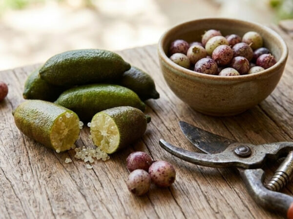 Freshly harvested finger limes and midyim berries arranged on a natural surface.