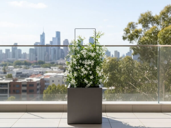 Star jasmine climbing in a pot on a sunny balcony rail