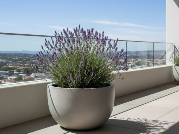 Lavender growing in a large planter on a sunny balcony.