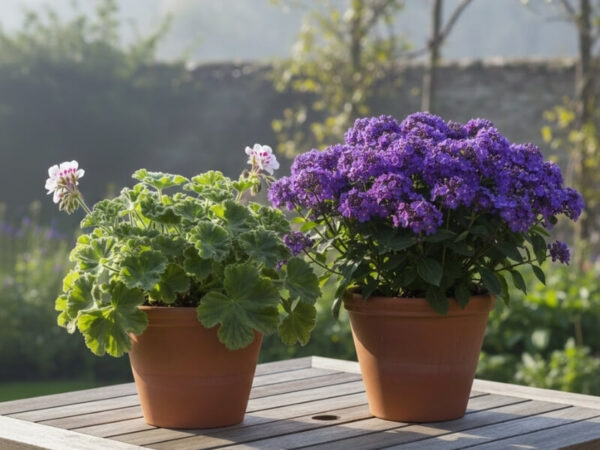 Scented geranium and heliotrope growing together in decorative pots.