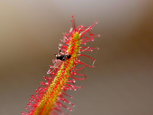 Australian sundew leaf capturing an insect with its sticky dew-covered tentacles.