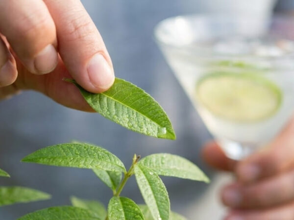 Close-up of a hand harvesting fresh lemon verbena for a drink.