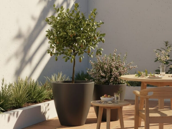 Potted finger lime and midyim berry plants on a patio ready for harvest and use.