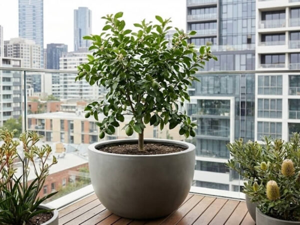 Dwarf lemon tree growing in a large balcony planter