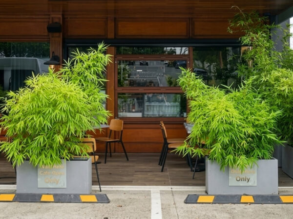 Concrete trough planters and ornamental Bamboo at Oh Boy, Bok Choy