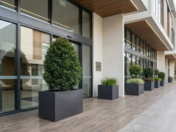 Lilly Pilly growing in a large rectangular planter at a modern commercial entrance