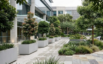 The Best Native Australian Trees for Pots and Planters