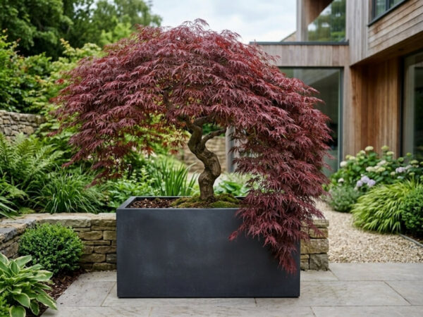 Weeping Japanese maple growing in a large architectural planter