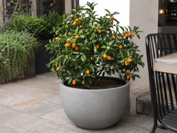 Cumquat tree with orange fruit growing in a large planter in a courtyard