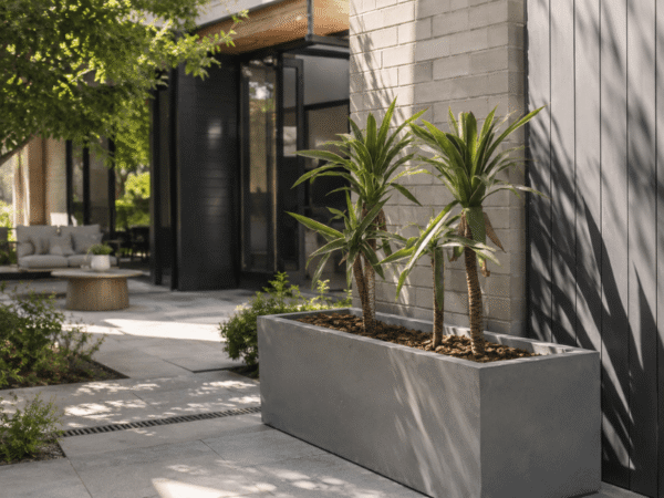 Large dragon tree planted in an oversized concrete-look trough planter 