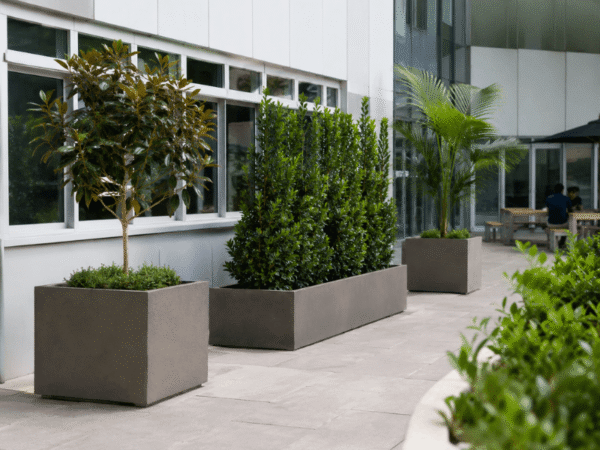 Evergreen trees in large planters providing year-round structure in a commercial landscape