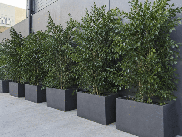 Ficus hillii Flash trees used as evergreen screening in large rectangular planters