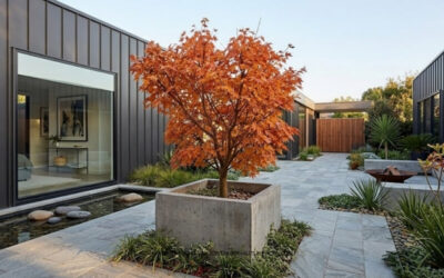 Autumn Colour: Best Practices for Growing Japanese Maples (Acer palmatum) in Containers