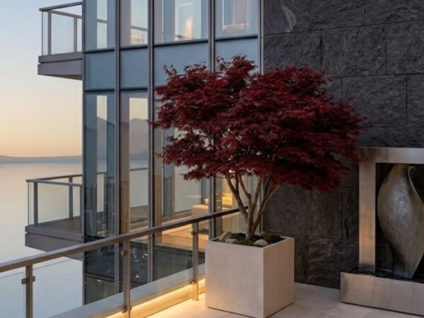 Japanese maple in a large planter on a contemporary rooftop garden
