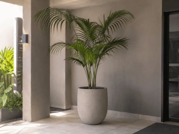 Kentia Palm growing in a large planter within a sheltered commercial courtyard