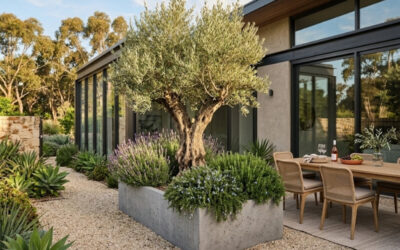 The Mediterranean Touch: How to Care for Large Potted Olive Trees (Olea europaea)