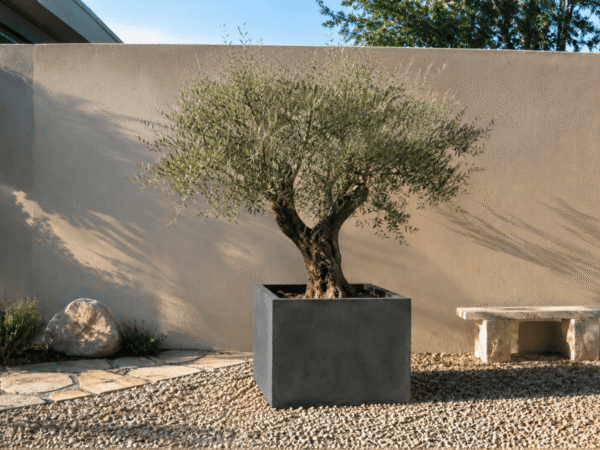 Olive tree growing in a large concrete-look planter in a Mediterranean-style courtyard