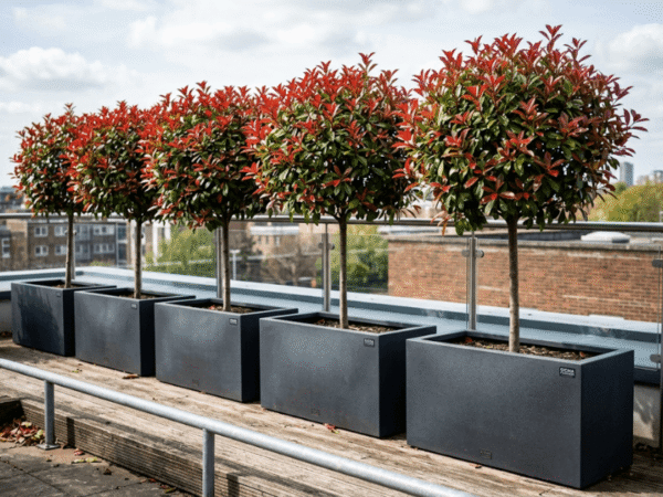 Photinia Red Robin trees in large planters creating evergreen screening with red new growth
