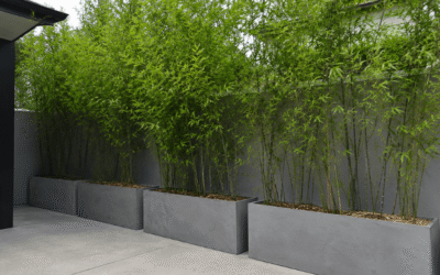 Urban Privacy: Growing Slender Weaver Bamboo in Linear Troughs