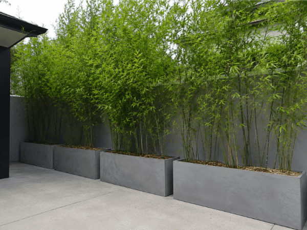 Modular concrete trough planters filled with bamboo for privacy screening along an outdoor boundary fence.