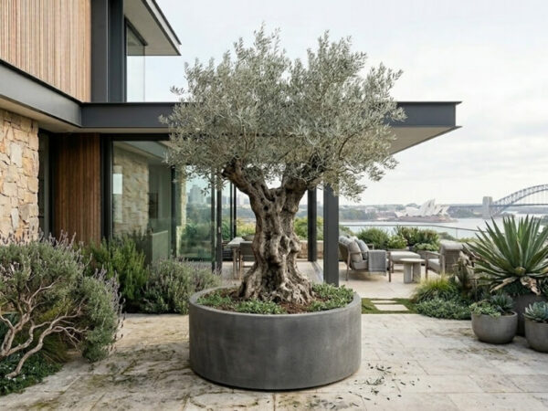 Mature olive tree with a sculptural trunk growing in a large architectural planter