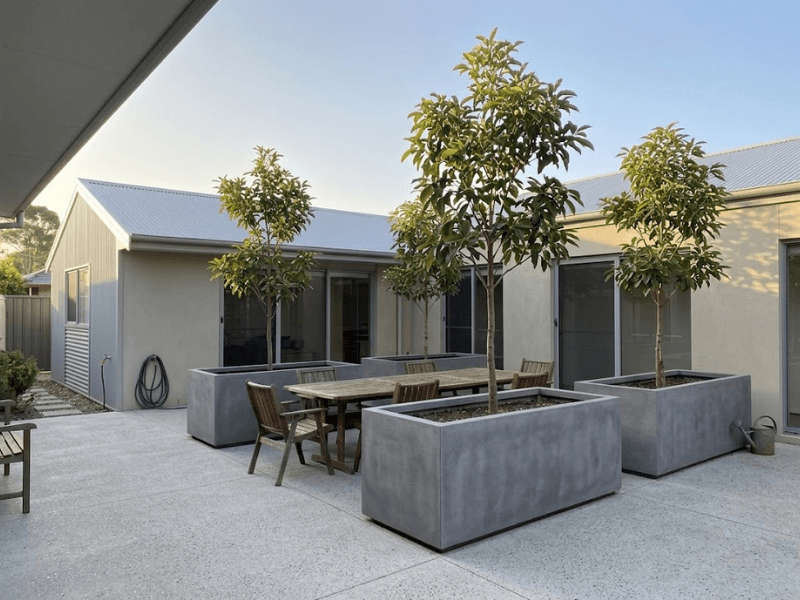 Young broad-leafed shade trees in large planters creating shade in a contemporary Australian courtyard