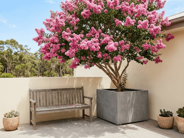 Crepe Myrtle flowering in a large planter on a sunny patio