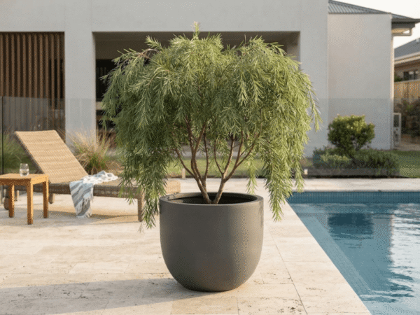 Dwarf Willow Myrtle growing in a large planter beside a residential swimming pool